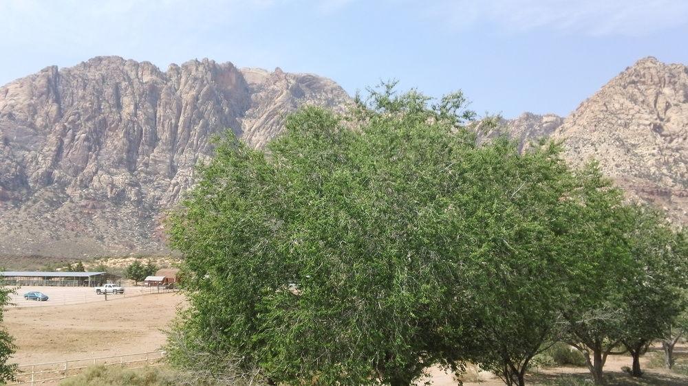 Bonnie Springs Ranch Motel Blue Diamond エクステリア 写真