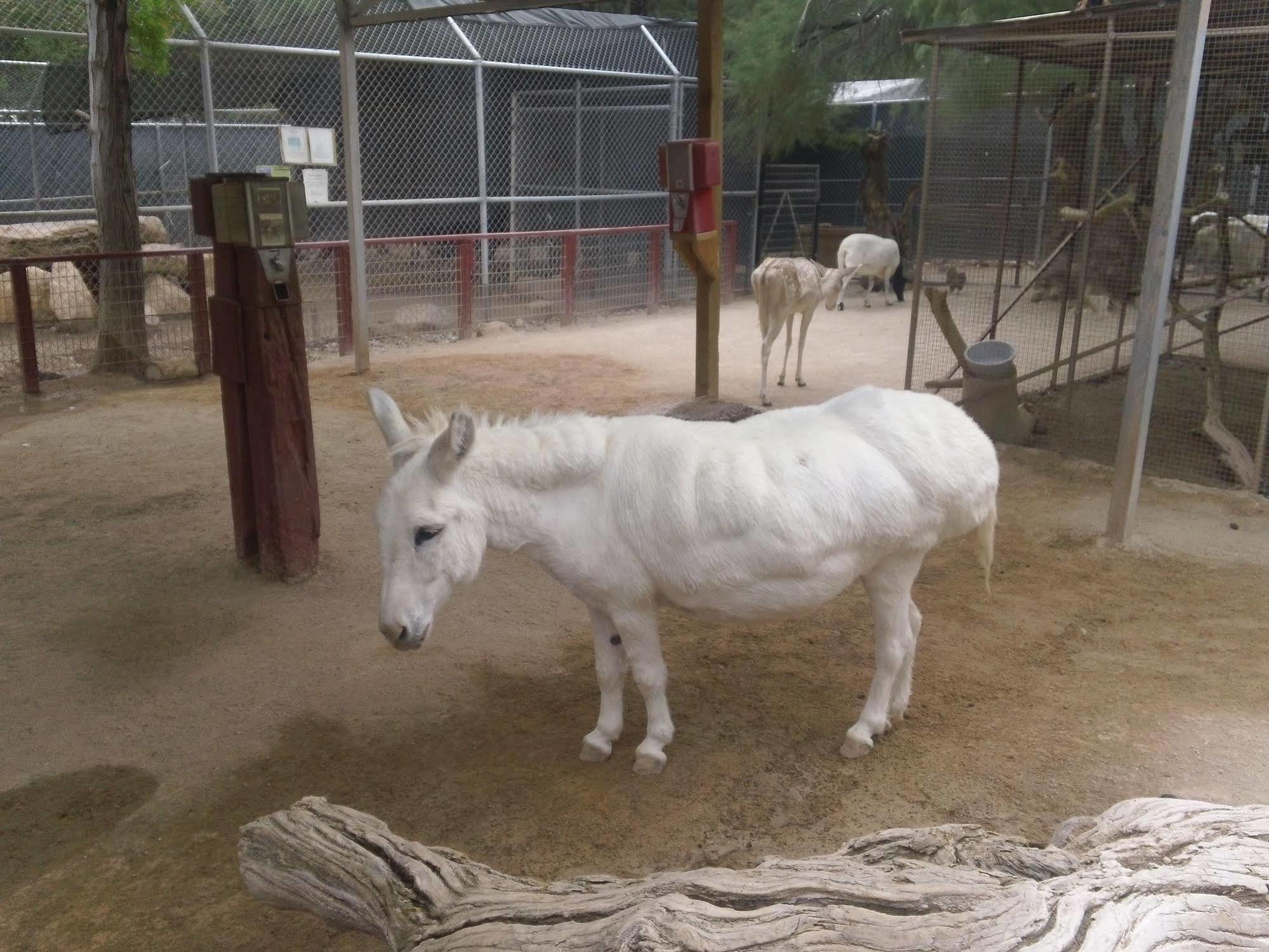 Bonnie Springs Ranch Motel Blue Diamond エクステリア 写真
